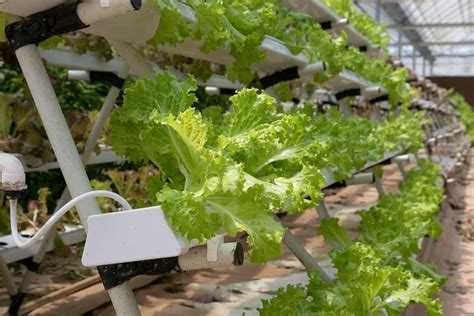 Top Vegetables To Grow In Hydroponics Gardening Tips