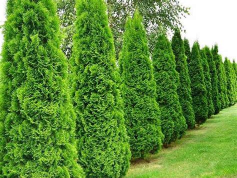 Туя Смарагд – фото и описание, посадка и уход