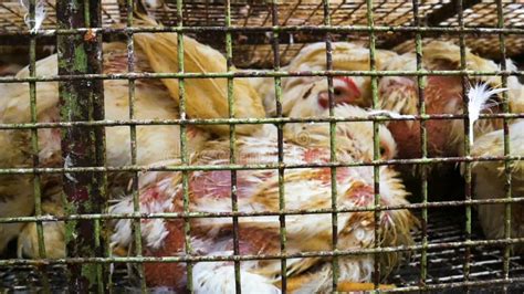 Chickens Transport In Cramped Cage On A Pickup Stock Footage Video Of