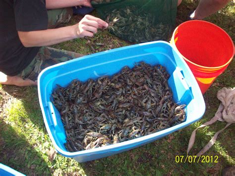 Crayfish Boil Part II | Muskrat Adventures