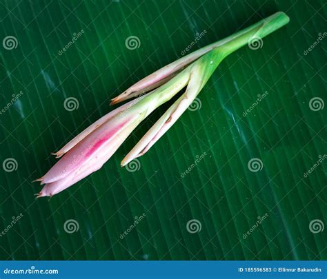 Bunga Kantan Known As Torch Ginger Flower With Scientific Name