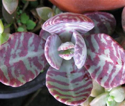 Kalanchoe Humilis Rare Cacti Mesembs Huernia Red Succulents Cactus Seed 15 Seeds Home And Garden