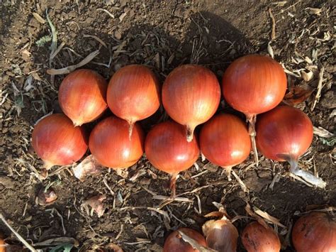 Продам лук товарный — Agro-Kazakhstan