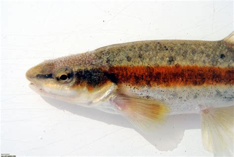 Western Blacknose Dace