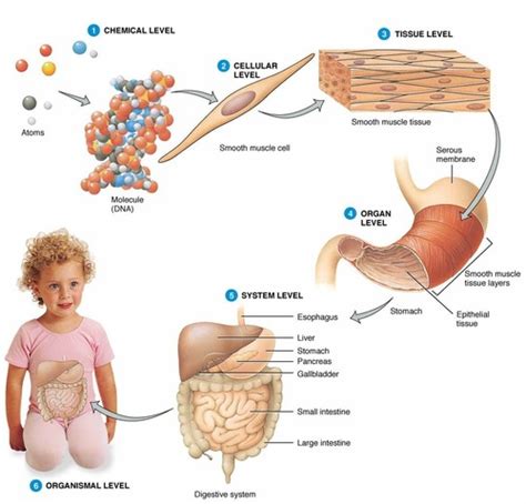 Aandp Marieb Unit 1 Chapter 1 Intro To Anatomy Flashcards Quizlet