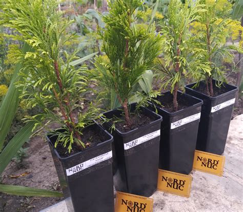 Туя складчатая Форевер Голди (Thuja plicata Goldy) — НКО "NORD-NUC"