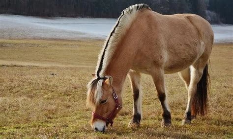 Norwegian Fjord Horse Breed Info & Facts