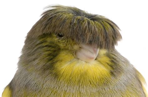 Gloster Canary | PetGuide