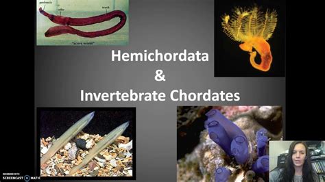 Hemichordata