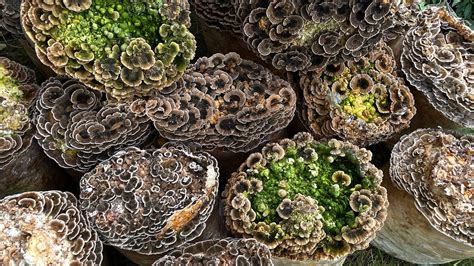 Траметес разноцветный в аутдоре. Как идут дела? - YouTube