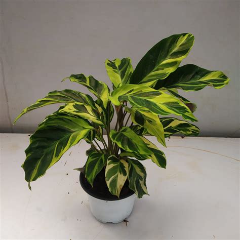 Calathea Louisae Thai Beauty Nurserybuy