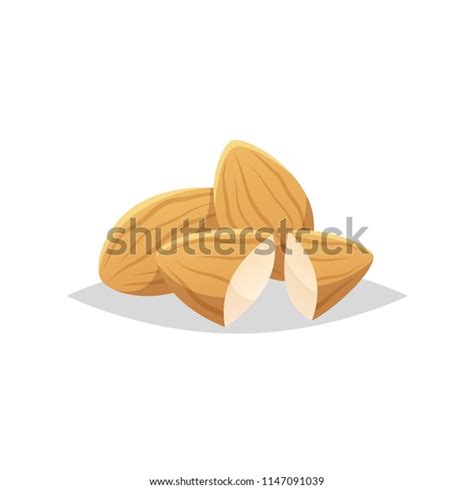 Almond Vector Isolated Illustration Stock Vector (Royalty Free) 1147091039