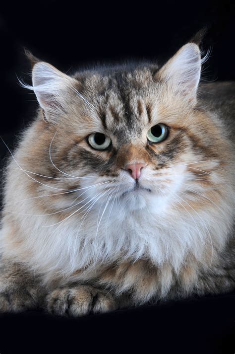 Snowgum Siberians Siberian Cat Breeder Sydney Nsw