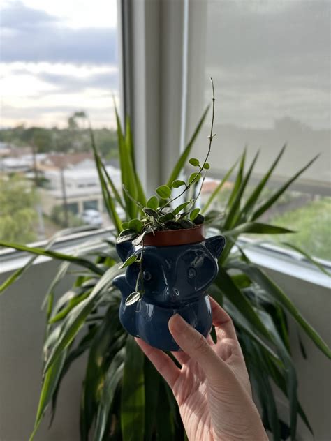 The Dream Plant | Birdie Wolf