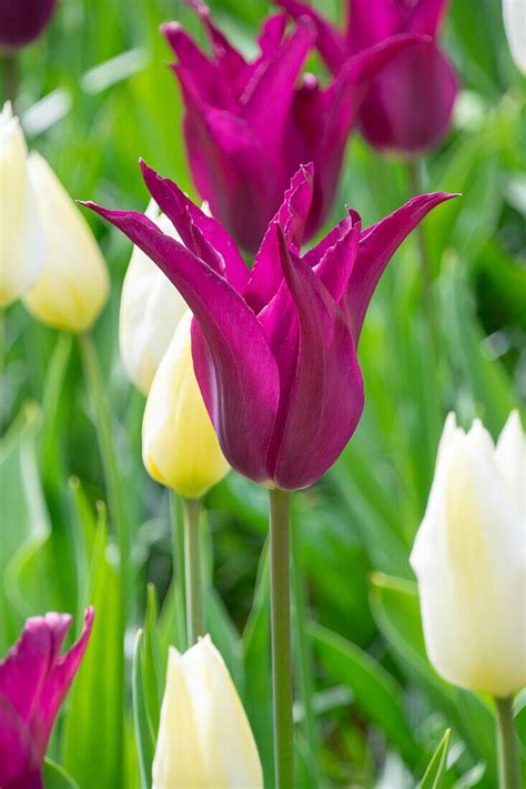 Tulpe Tulipa Purple Heart Bild Kaufen 13704732