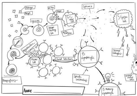 Aqa A Level Biology Immune Response Overview Teaching Resources