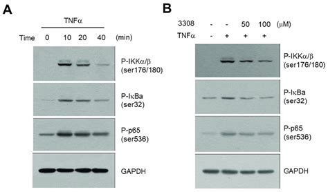 Effect of compound 5 on the inhibition of the IKK signaling pathway in... | Download Scientific ...