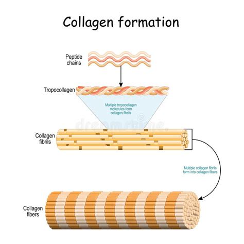 Collagen Molecule Structure Of A Collagen Fibers Stock Vector