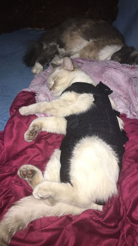 Сима &Соня: Кошачья жизнь