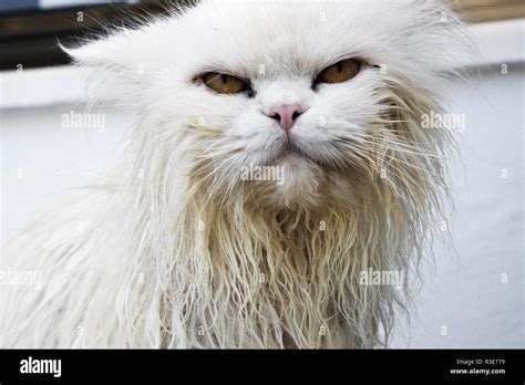 Funny angry wet cat Stock Photo - Alamy