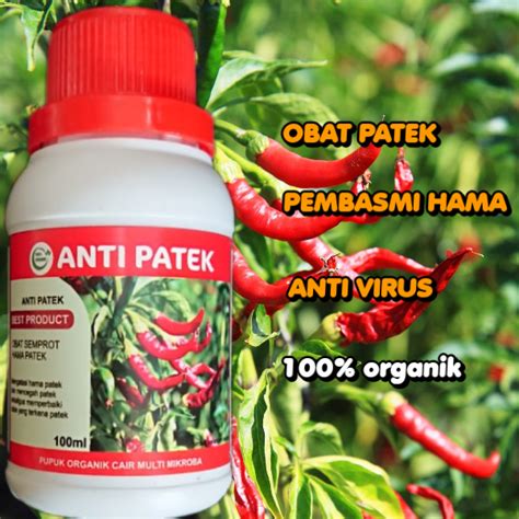 Obat Semprot Hama Cabai Anti Patek Mengatasi Busuk Cabe Pada Tanaman