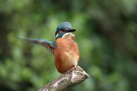 Eisvogel Juv Eisvogel Alcedo Atthis C Armin Dreisba