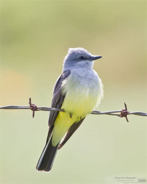 Western Kingbird - eBirdr