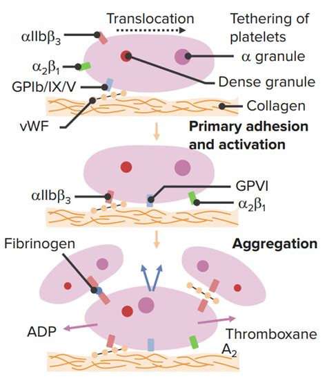 Anticoagulants And Procoagulants Drugs On Blood Coagulation