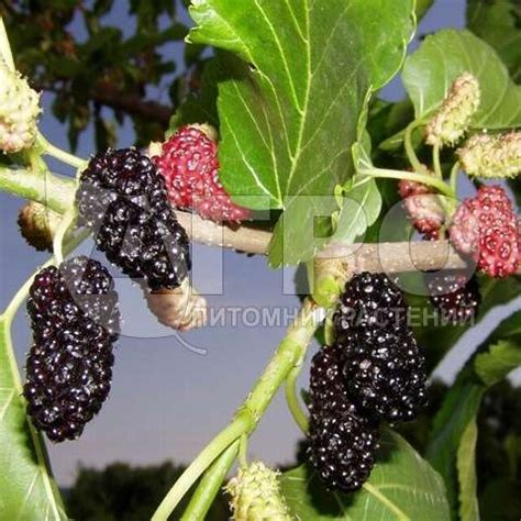 Шелковица черная - Купить саженцы плодовых деревьев в Москве и МО