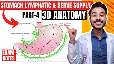 Lymphatic Drainage Of Stomach Anatomy Nerve Supply Of Stomach Anatomy