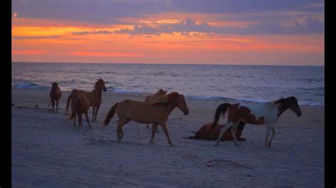 Assateague Island Maryland Youtube