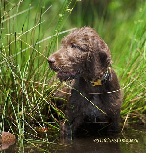 Home - Panamerican Pudelpointers