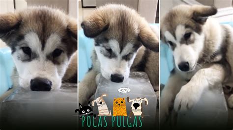 Cual Es La Diferencia Entre Un Husky Siberiano Y Un Malamute De Alaska