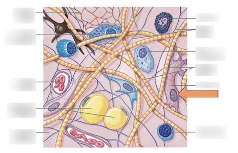 The Cells And Fibers Of Connective Tissue Proper Diagram Tis