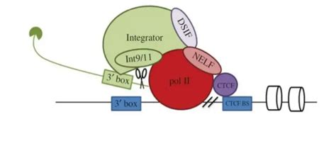 Small nuclear RNA (snRNA) - Structure, Types, Definition - Biology ...