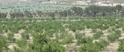 Spain Is The Second Largest Almond Producer In The World After USA