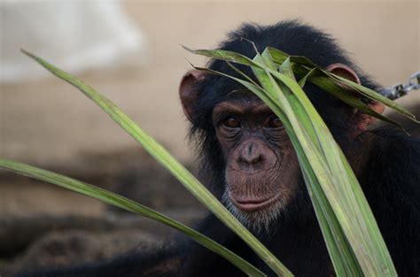 Together Liberia Election The Pet Chimpanzee Photo By Ca Flickr