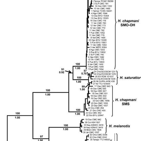 Maximum Likelihood ML Phylogram Based On Cytb Sequence Data ML