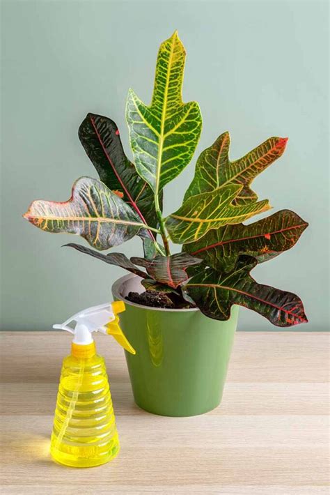 Reasons Why A Croton May Drop Its Leaves Gardeners Path