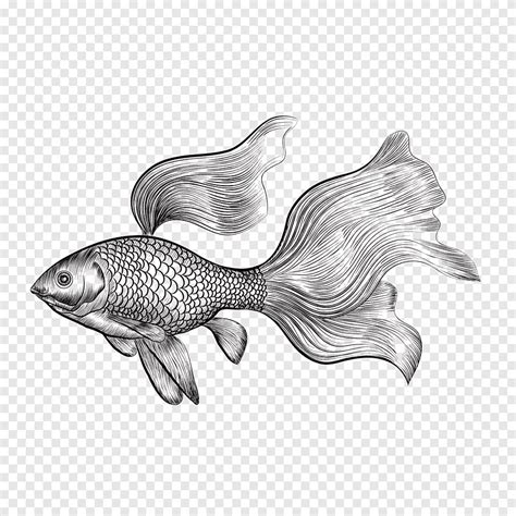 Ikan Mas Menggambar Euclidean Cupang Dicat Lukisan Cat Air Hewan Png