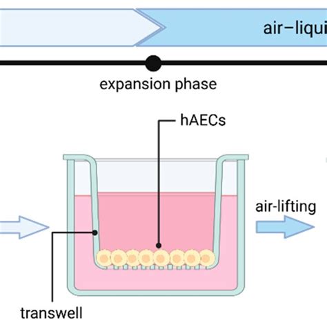 Generation Of Human Airway Epithelial Cell Culture In Airliquid