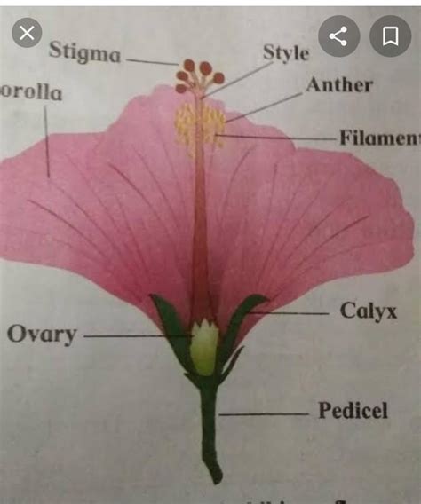 5 Draw A Neat Labelled Diagram Of Vertical Section Of A Hibiscus