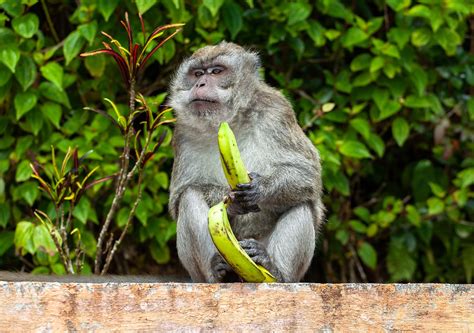 Longa Cauda De Macaco - Foto gratuita no Pixabay - Pixabay