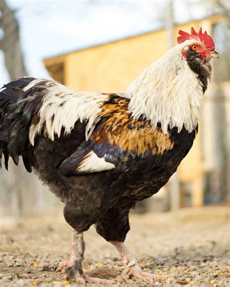 19 Best Rooster Breeds for Your Flock (With Pictures!)