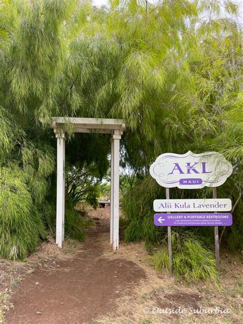 Photo Diary: Ali’i Kula Lavender Farm in Maui • Outside Suburbia Family