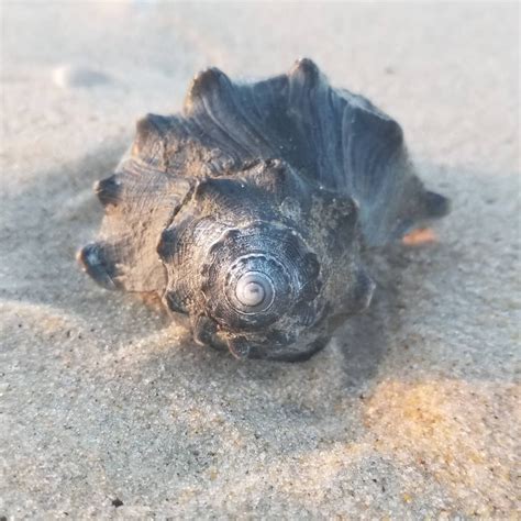 Cool Shells On The Beach At Dawn Oceancitycool Loveoc Ocmd