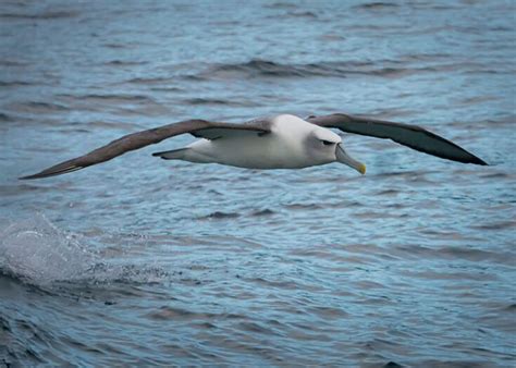 7 Of The Best Things To Do In Bluff Southland See The South Island