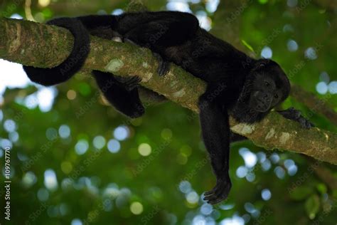 Black monkey. Mantled Howler Monkey Alouatta palliata in the nature habitat. Black monkey in the ...