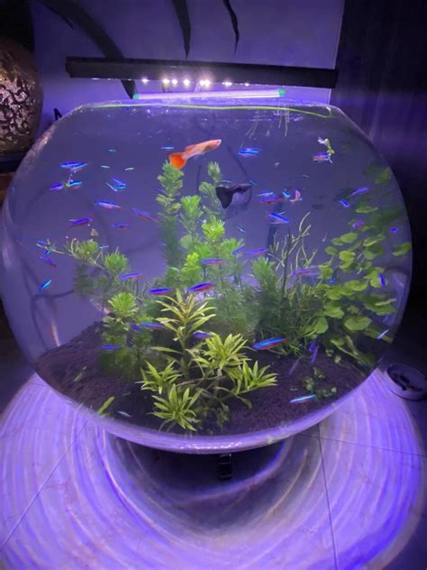 Extra Large round fish tank, Everything Else on Carousell