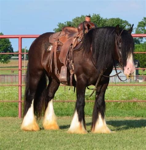 Pin On Gypsy Vanner And Drum Horses